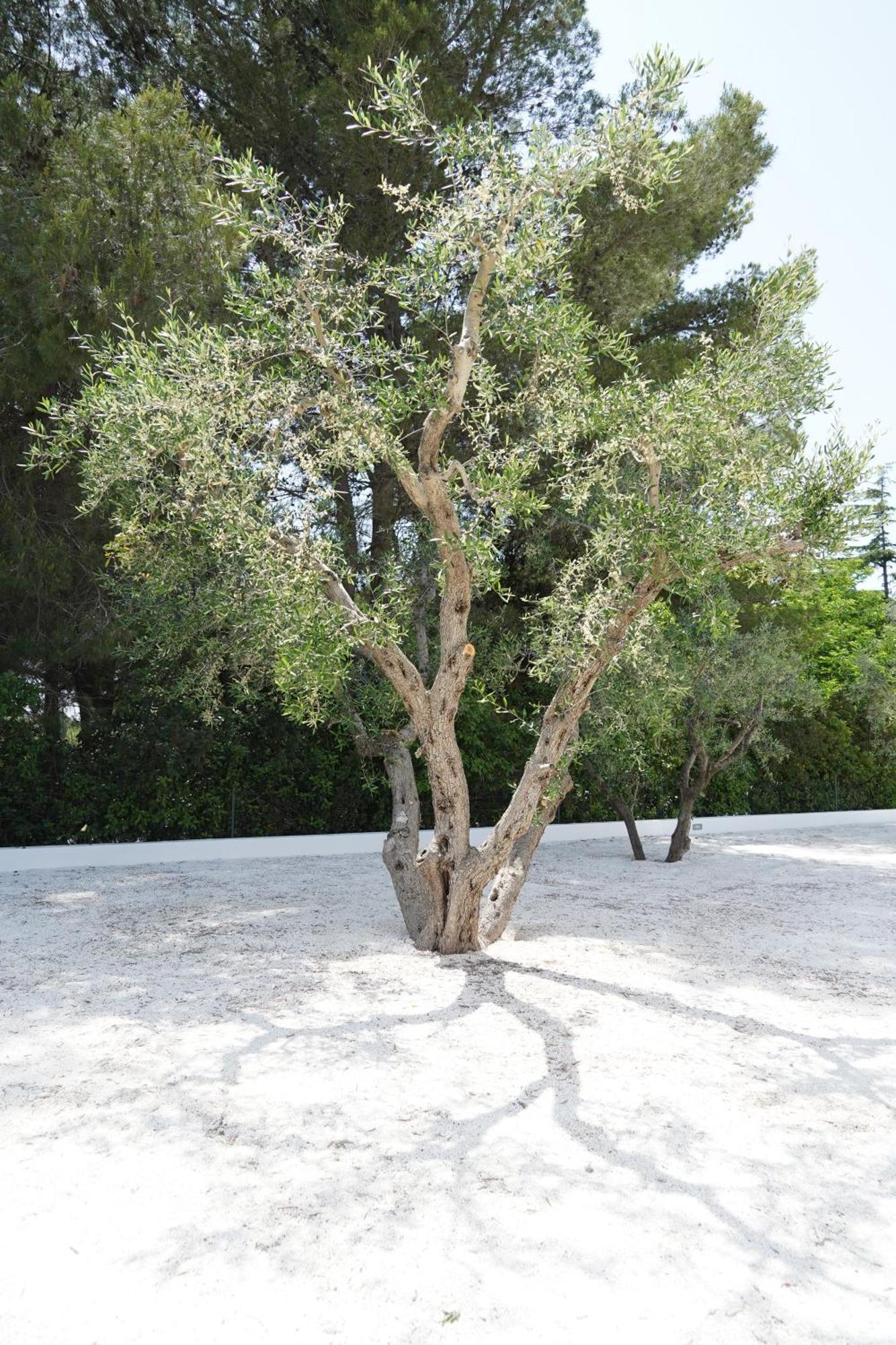 אוסטוני Mandorlocarrubo'S Suite מראה חיצוני תמונה